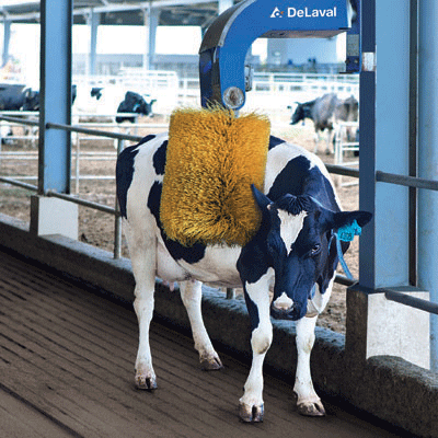 Trang trại bò sữa thứ 7 tại Hà Tĩnh của Vinamilk đi vào hoạt động ảnh 3