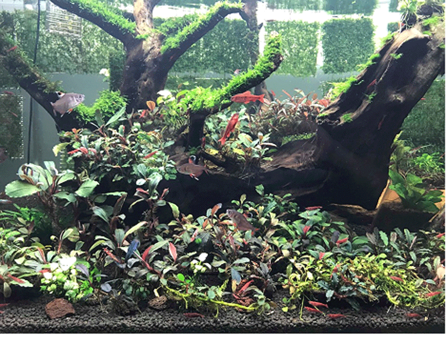 Cây thủy sinh Bucep 'bóng ma' có gì lạ mà dân chơi Việt đổ xô săn lùng ảnh 1