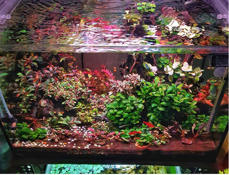 Cây thủy sinh Bucep 'bóng ma' có gì lạ mà dân chơi Việt đổ xô săn lùng ảnh 2