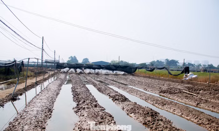 Thủ phủ hoa Hà Nội mất trắng