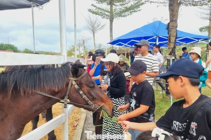 Tết năm ngựa, chen nhau cưỡi ngựa lấy hên