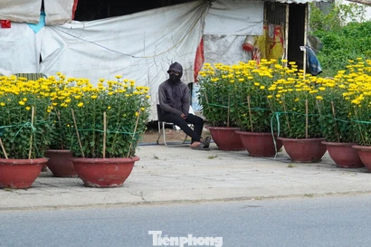 ‘Giá hoa cúc thấp hơn năm trước mà người mua chẳng thấy đâu’