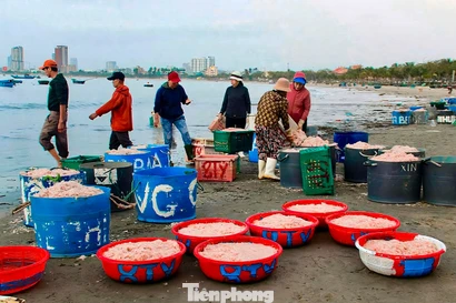 Đà Nẵng: Ruốc biển được mùa mất giá vụ Tết