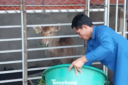 Chăn nuôi mở lối thoát nghèo cho người trẻ