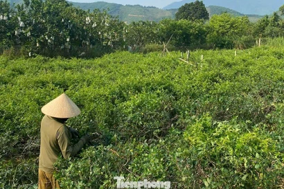 Từ ly nước 'lạ' đến vườn chè dây thoát nghèo