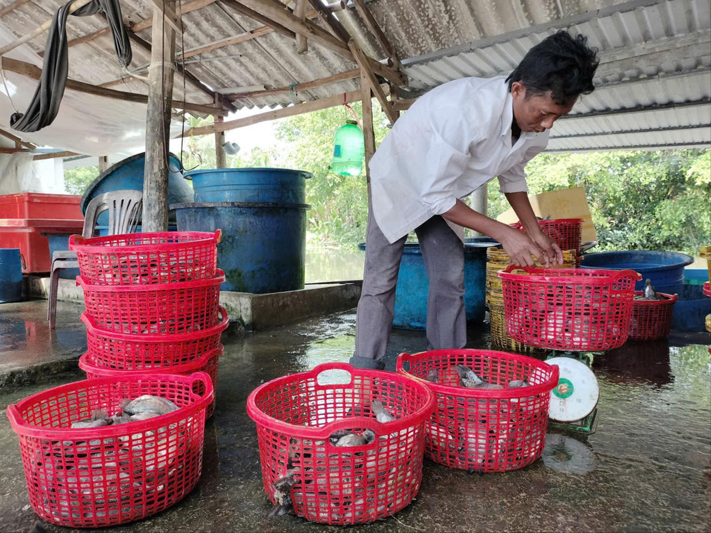 Many Khmer households participate in the profession of drying snakehead fish, helping to improve their lives and escape poverty. anh2.jpg