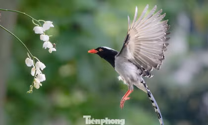 Chim hoang dã về phố làm tổ, thản nhiên dạo vỉa hè Hà Nội