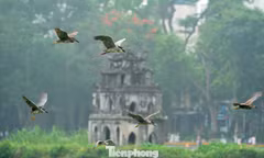 Chim hoang dã 'định cư' ở Hồ Gươm, chao liệng săn mồi trước mắt du khách