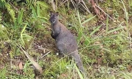 3 con chuột túi ở Cao Bằng nghi do buôn lậu bỏ lại