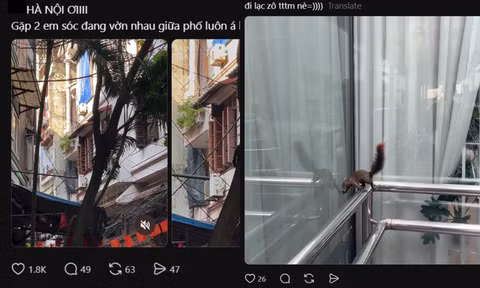 Tại sao người dân Hà Nội liên tục gặp sóc "chạy rào" Hồ Tây, vờn nhau trên phố?