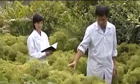 Bất cập trong khai thác nguồn dược liệu