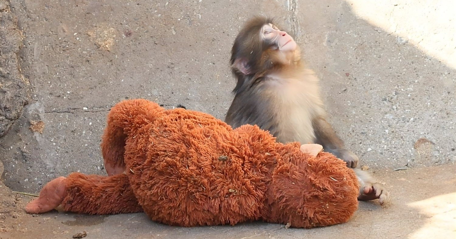 Nhật Bản: Chú khỉ con bị bỏ rơi gây sốt mạng xã hội, bất ngờ ...