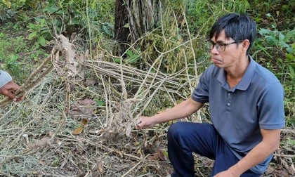 Voi rừng áp sát khu dân cư, tấn công voi nhà ở Đắk Lắk