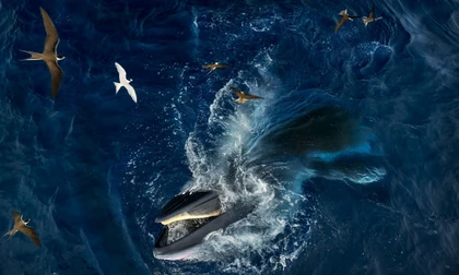 Cận cảnh cá voi săn mồi ngoạn mục gần bờ biển Gia Lai