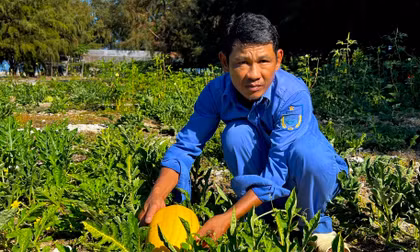 Dưa hấu vàng đơm hoa, kết quả trên đảo Đá Tây A 