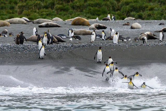 Đây là một câu chuyện bi ai, Nam Cực và Bắc Cực tuy đều là vùng cực, nhưng suy cho cùng là hai thế giới khác nhau. Trong quá trình phát triển, chúng ta nhất định phải nhớ tôn trọng tự nhiên. Đây mới là chân lý quan trọng nhất mà câu chuyện này nói cho chúng ta biết.