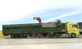 Xử phạt 333 triệu đồng xe chở vượt tải trọng