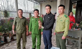 Hai cá thể khỉ quý hiếm bất ngờ xuất hiện giữa khu dân cư Quảng Trị 