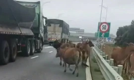 Lái xe hoảng hồn khi thấy đàn bò lù lù trên cao tốc Vạn Ninh – Cam Lộ 
