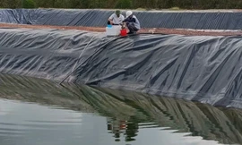 Yêu cầu dừng hoạt động trại lợn ở Quảng Trị chưa có giấy phép, nghi xả thải ra môi trường 