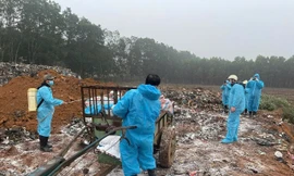 Thanh Hóa lập đội phản ứng nhanh xử lý dịch tả lợn Châu Phi