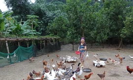Mô hình nuôi gà ri giúp đồng bào thoát nghèo bền vững