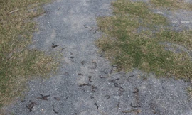 Thêm địa phương Quảng Trị xuất hiện giun trồi lên mặt đất hàng loạt rồi chết khô