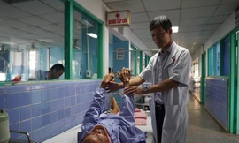 Nhiều người nhập viện vì ngã khi thu hoạch nhãn