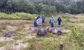 Điện giật chết 1 người và 4 con trâu ở Quảng Trị 