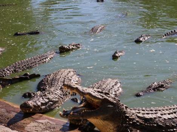 Cặp đôi thông minh đã được cứu sau khi viết chữ lên bùn để kêu gọi giúp đỡ