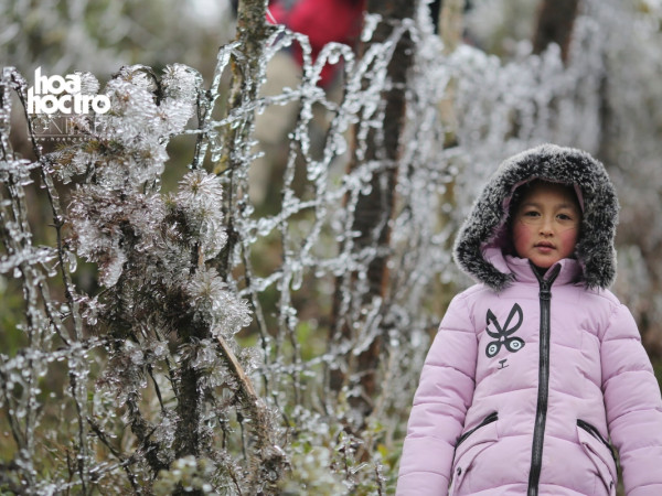 Chùm ảnh: Cây cỏ đóng băng tuyệt đẹp trên Cổng trời đèo Ô Quy Hồ, Lào Cai