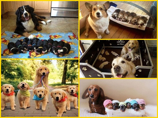 Tan chảy trái tim trước loạt ảnh chó mẹ “bỉm sữa” chăm đàn con thơ