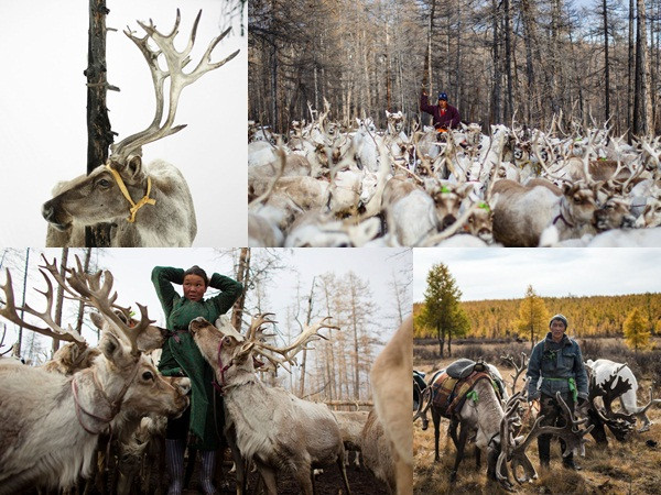 Tộc người du mục "sống chết" với tuần lộc cuối cùng trên thế giới