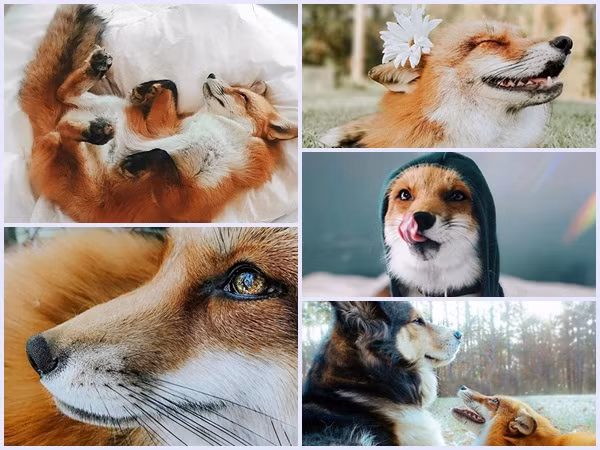 Chú cáo hạnh phúc nhất thế giới có 2 triệu người hâm mộ