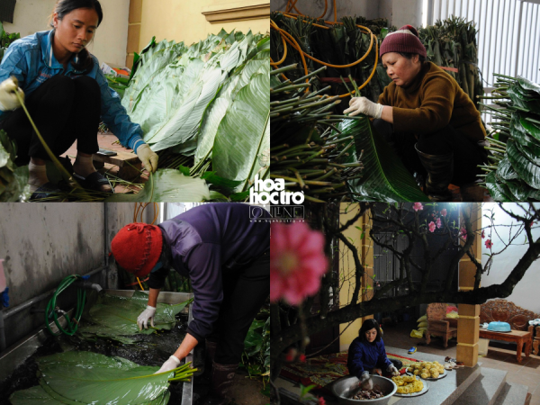 Gần Tết, ghé thăm làng nghề bánh chưng nổi tiếng nhất Hà thành