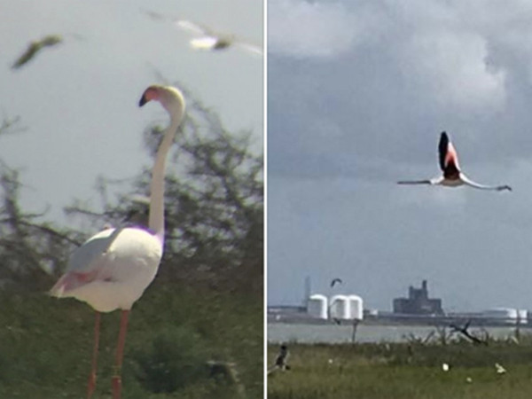 Chuyện bất ngờ thú vị về chú chim hồng hạc "vượt ngục" suốt 13 năm qua