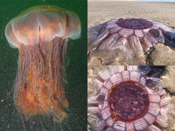 Tranh cãi: Đây là sứa khổng lồ hay sinh vật ngoài hành tinh?