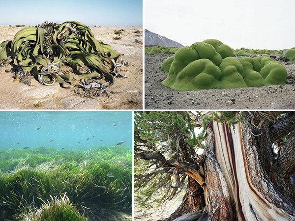 Điểm danh những thực thể sống lâu đời nhất hành tinh