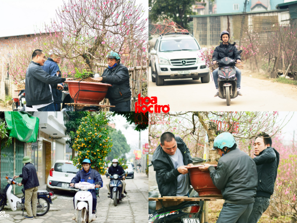 Nghỉ xe ôm truyền thống sang chở cây cảnh dịp Tết: Thu nhập hơn 1 triệu đồng/ ngày