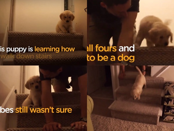 Dễ thương hết nấc - khoảnh khắc thú cưng tập đi cầu thang