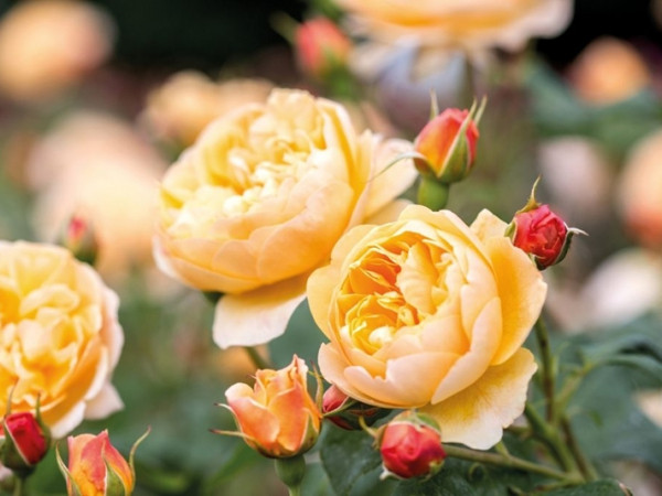 Horoscope tuần từ 15/4 đến 21/4: Các hành tinh quan trọng đồng loạt “chuyển nhà” sẽ đem đến điều gì?