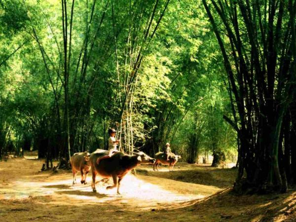 Những mốc thời gian hạnh phúc: Chiếc quạt mo cau