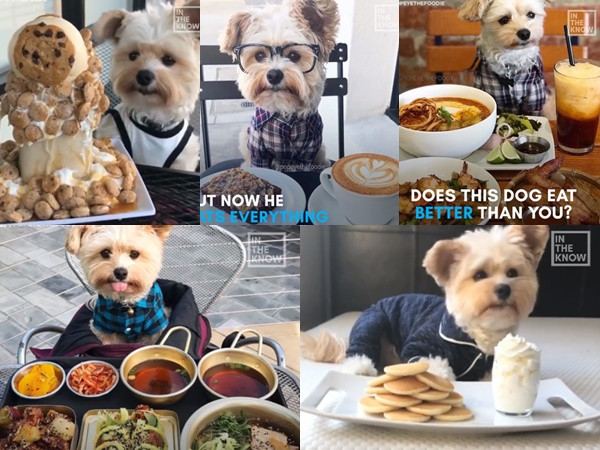 Cún cưng sành ăn nhất Quả Đất đây rồi!