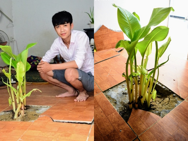 Nam sinh sống chung với bụi chuối mọc trong phòng trọ sau Tết