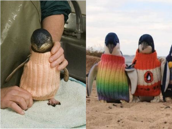 Những chiếc áo len của chim cánh cụt và câu chuyện ý nghĩa cuối đời của một người đàn ông