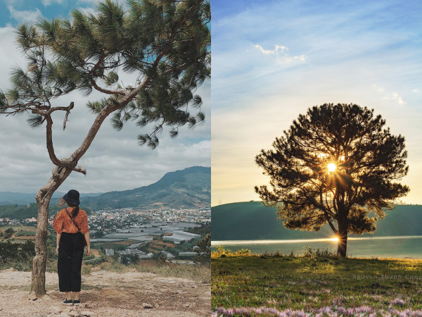 Tuyển tập những "cây cô đơn" nổi tiếng của dân xê dịch khắp mọi miền đất nước