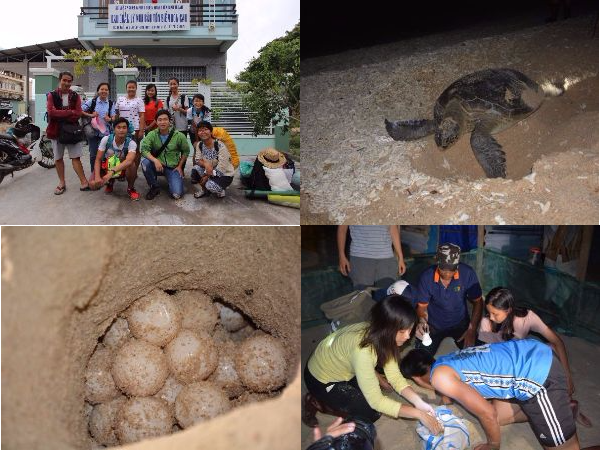 Yêu thiên nhiên và quan tâm đến môi trường, bạn đã sẵn sàng gia nhập biệt đội "cứu rùa"? 