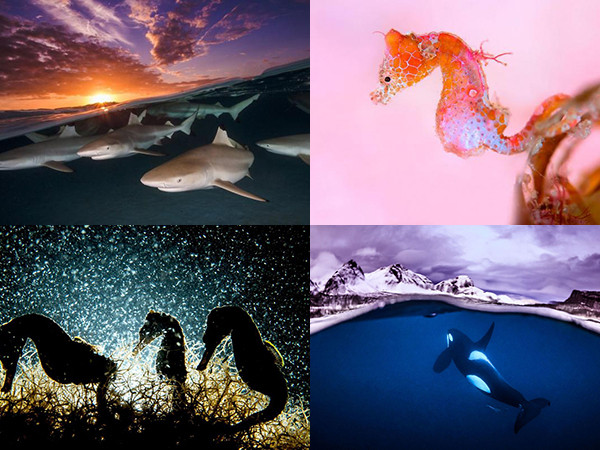 Chiêm ngưỡng những tác phẩm đẹp ngỡ ngàng đến từ cuộc thi Nhiếp ảnh dưới nước 2018