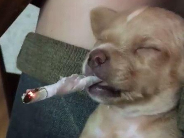 Hai cô gái cho chó hút thuốc rồi đùa cợt phấn khích gây phẫn nộ