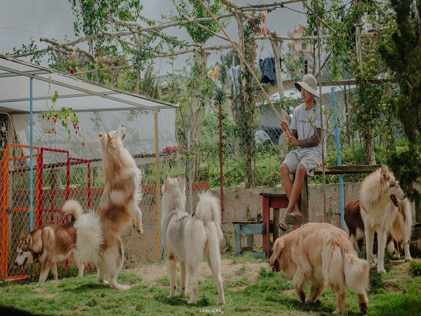 Check-in tại trang trại cún cưng giữa núi rừng Đà Lạt